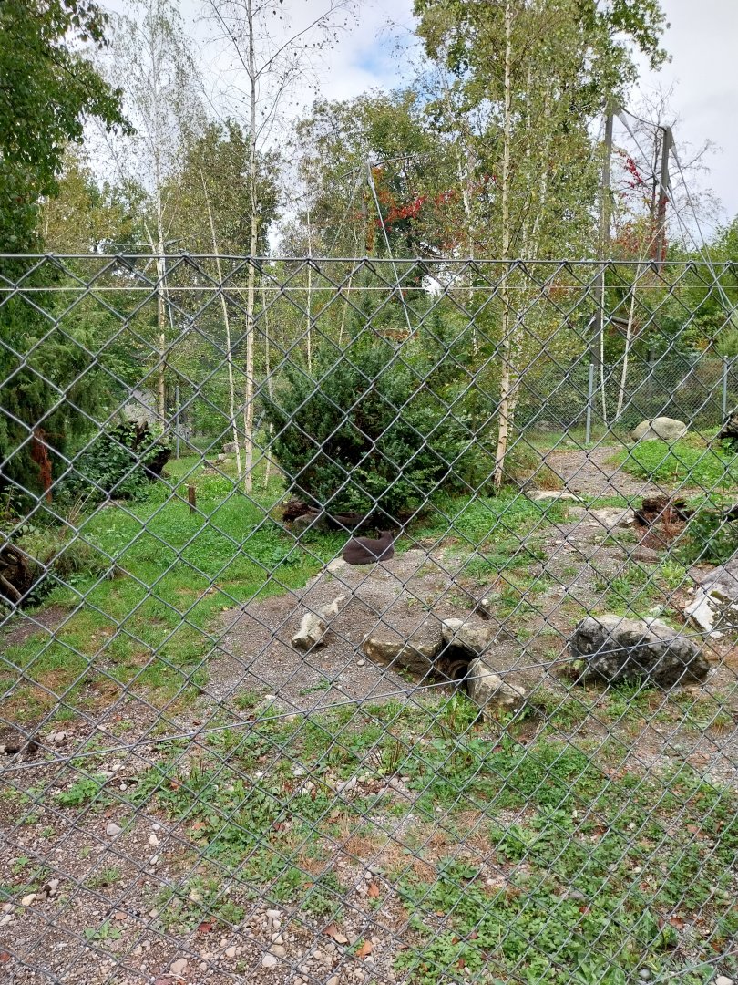 Arctic fox enclosure