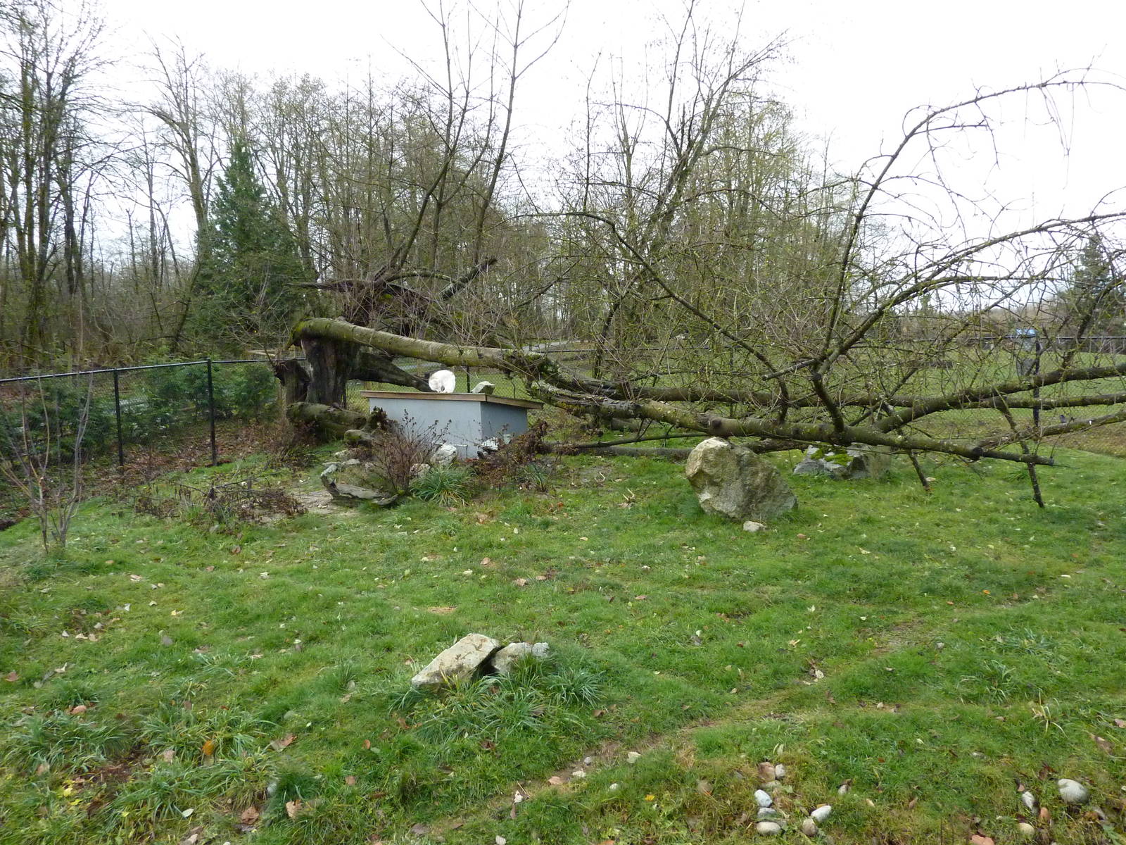 Arctic Fox Enclosure