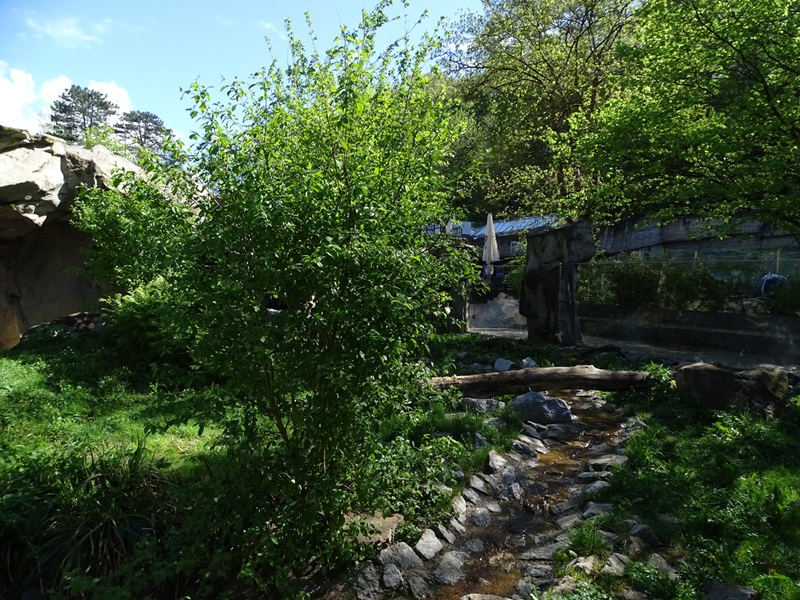 Arctic fox enclosure