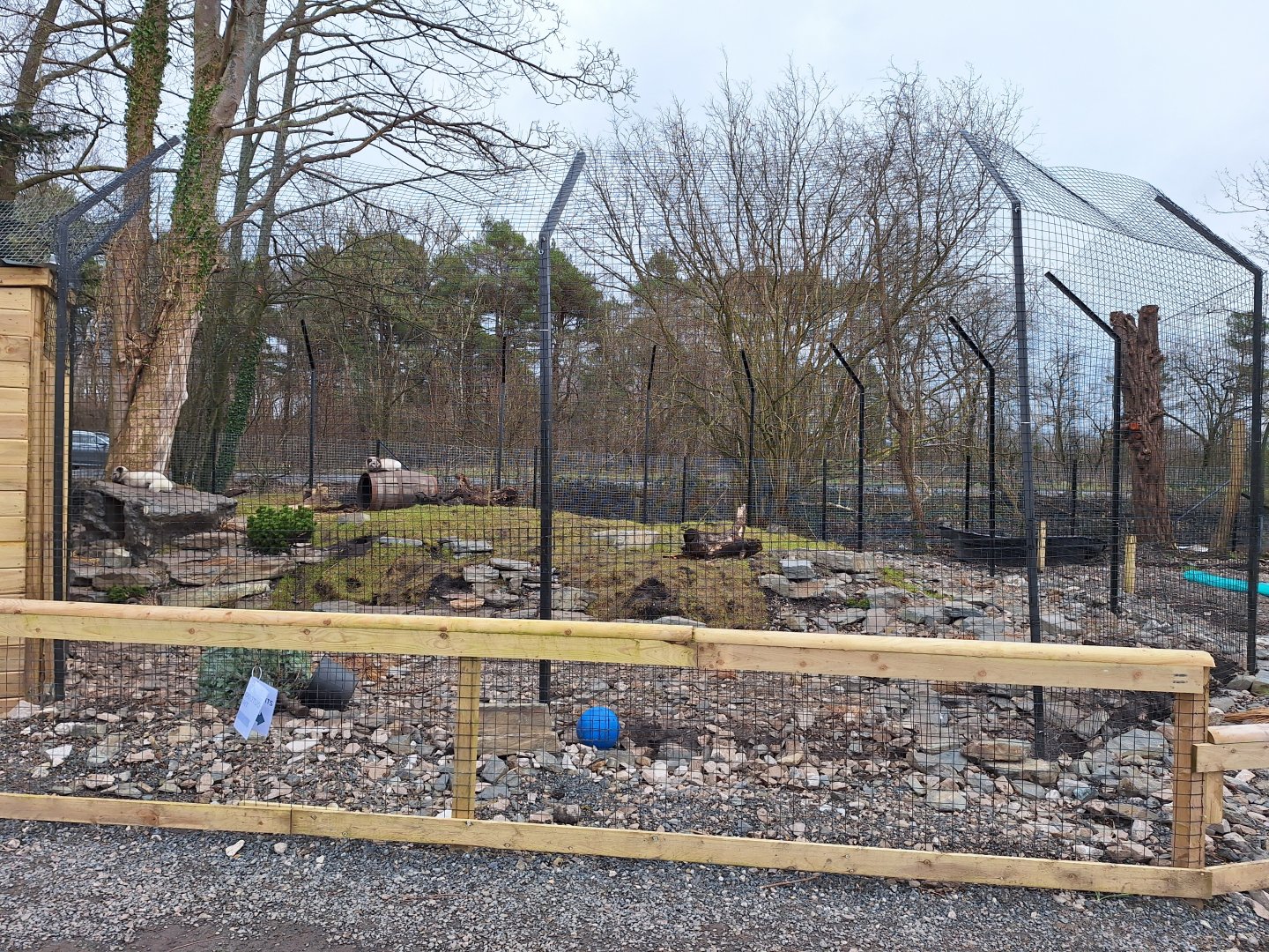 Arctic Fox Enclosure