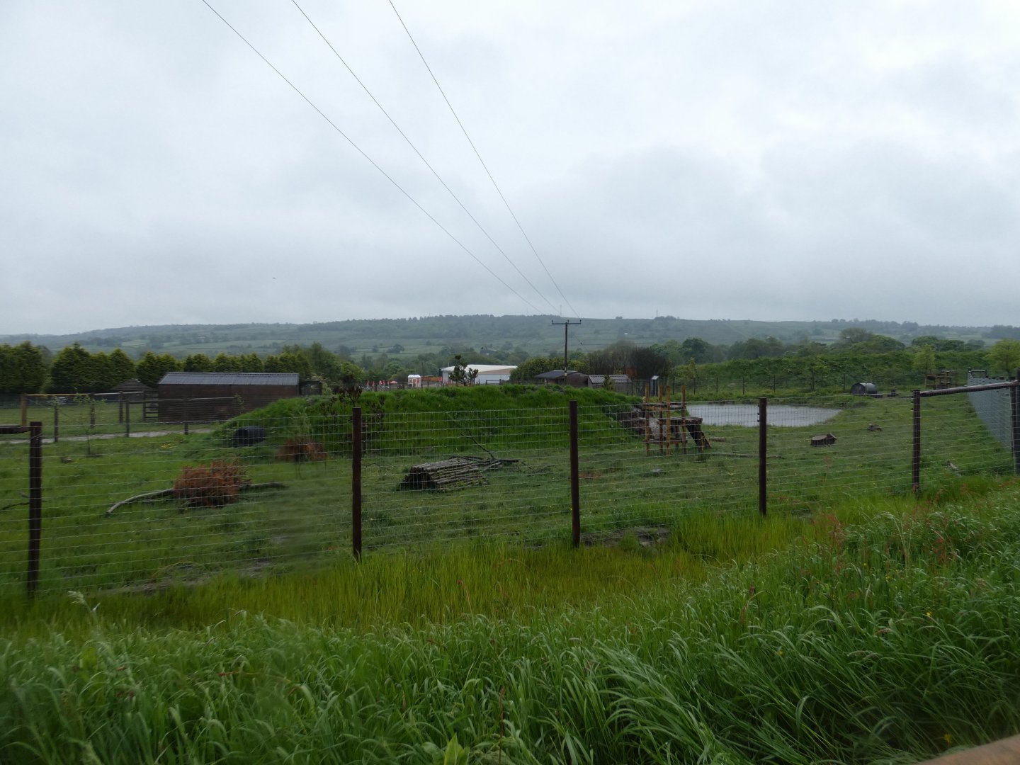 Arctic fox enclosure
