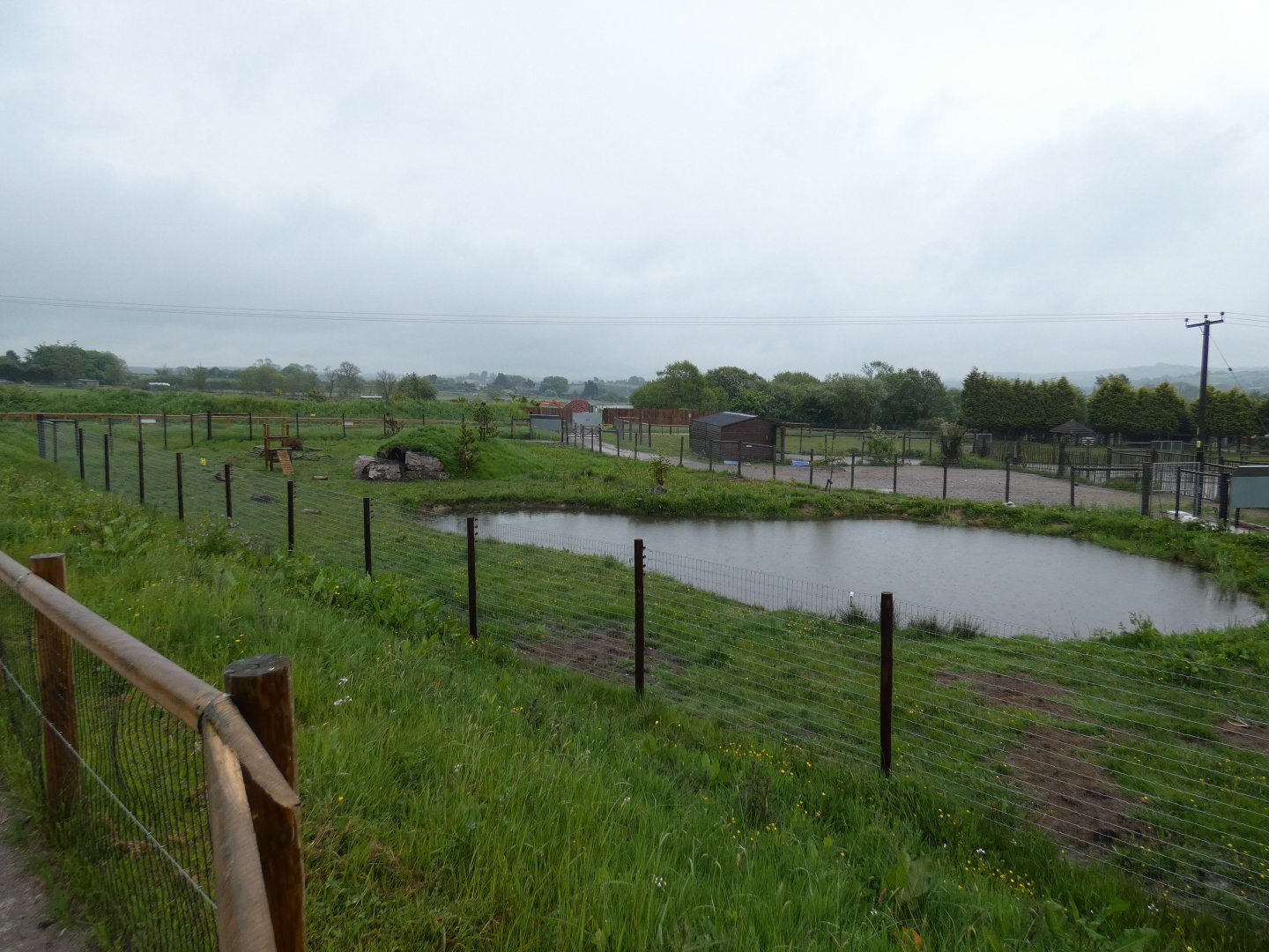 Arctic fox enclosure