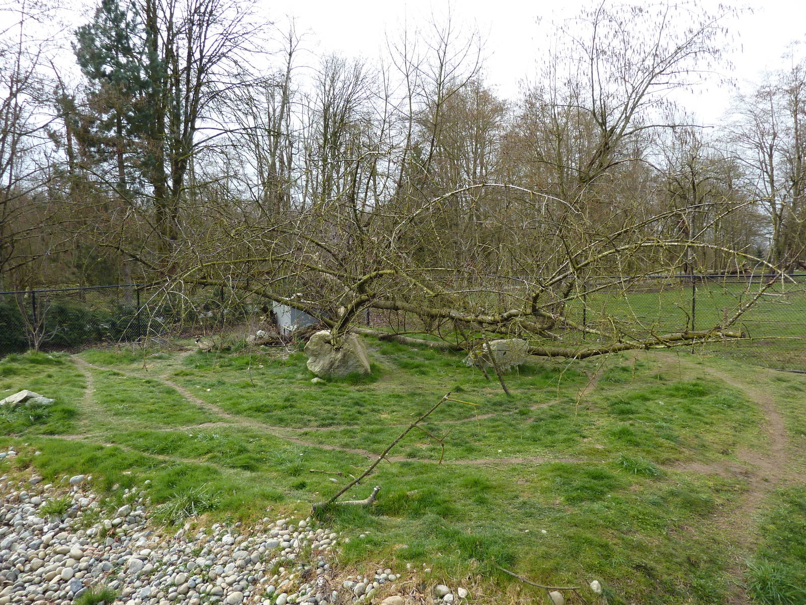 Arctic Fox Enclosure