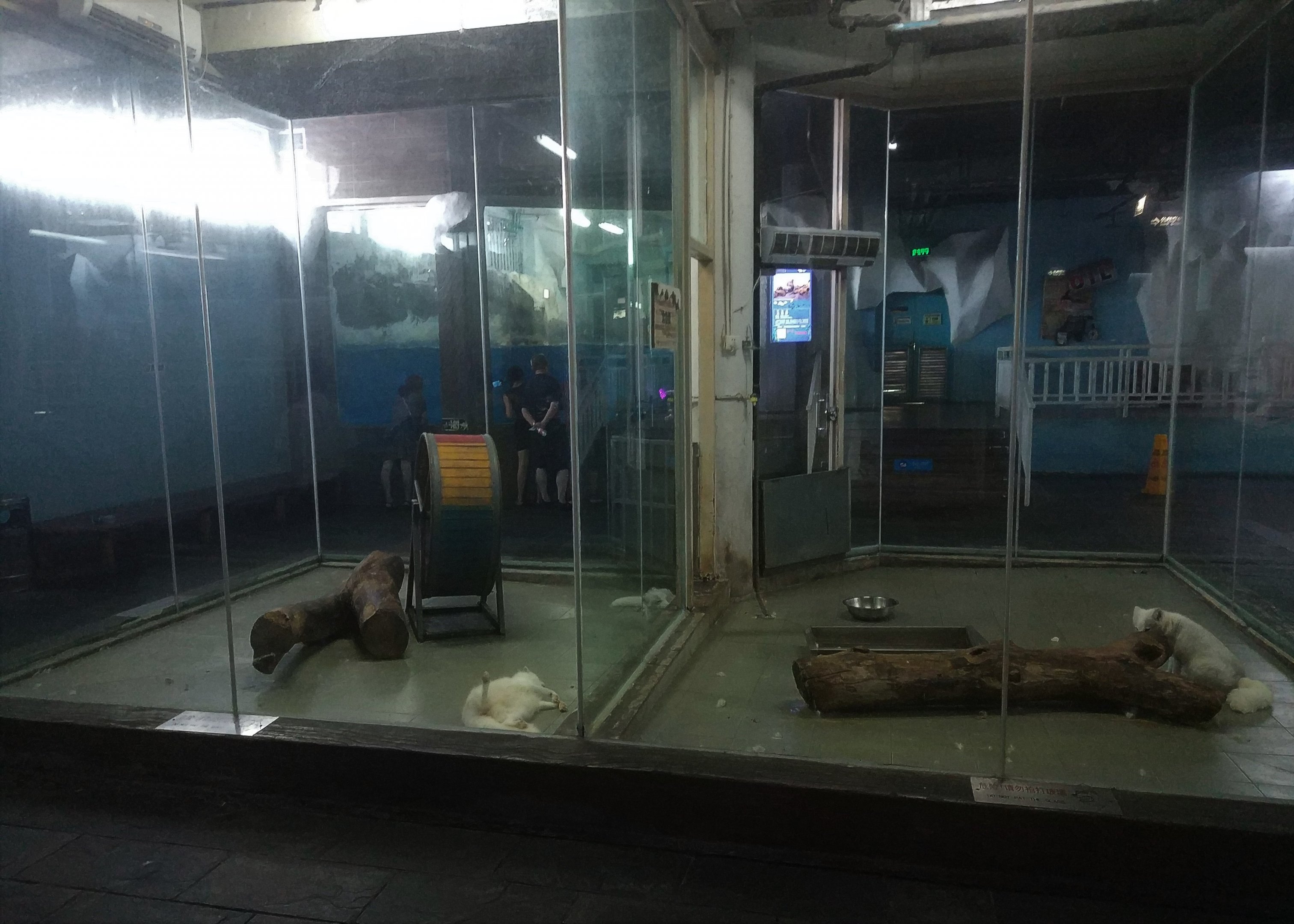 Arctic Fox Enclosures