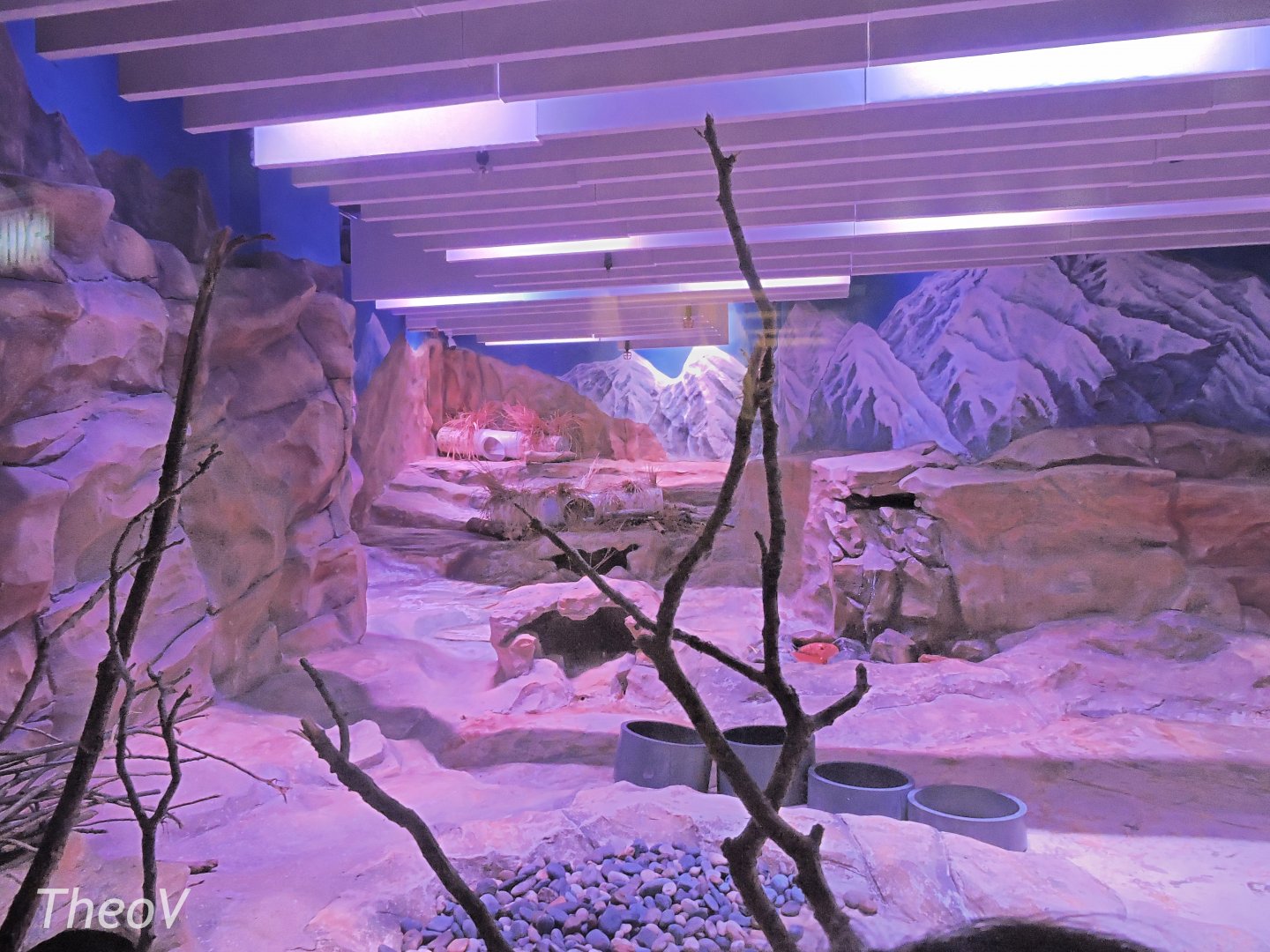 Arctic fox exhibit [2016]