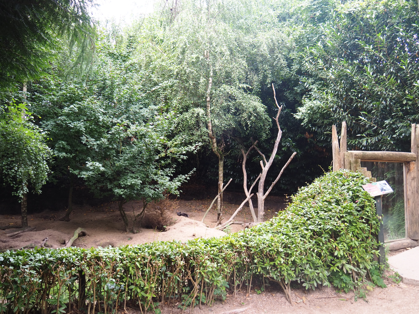 Arctic fox exhibit, 2019-08-11