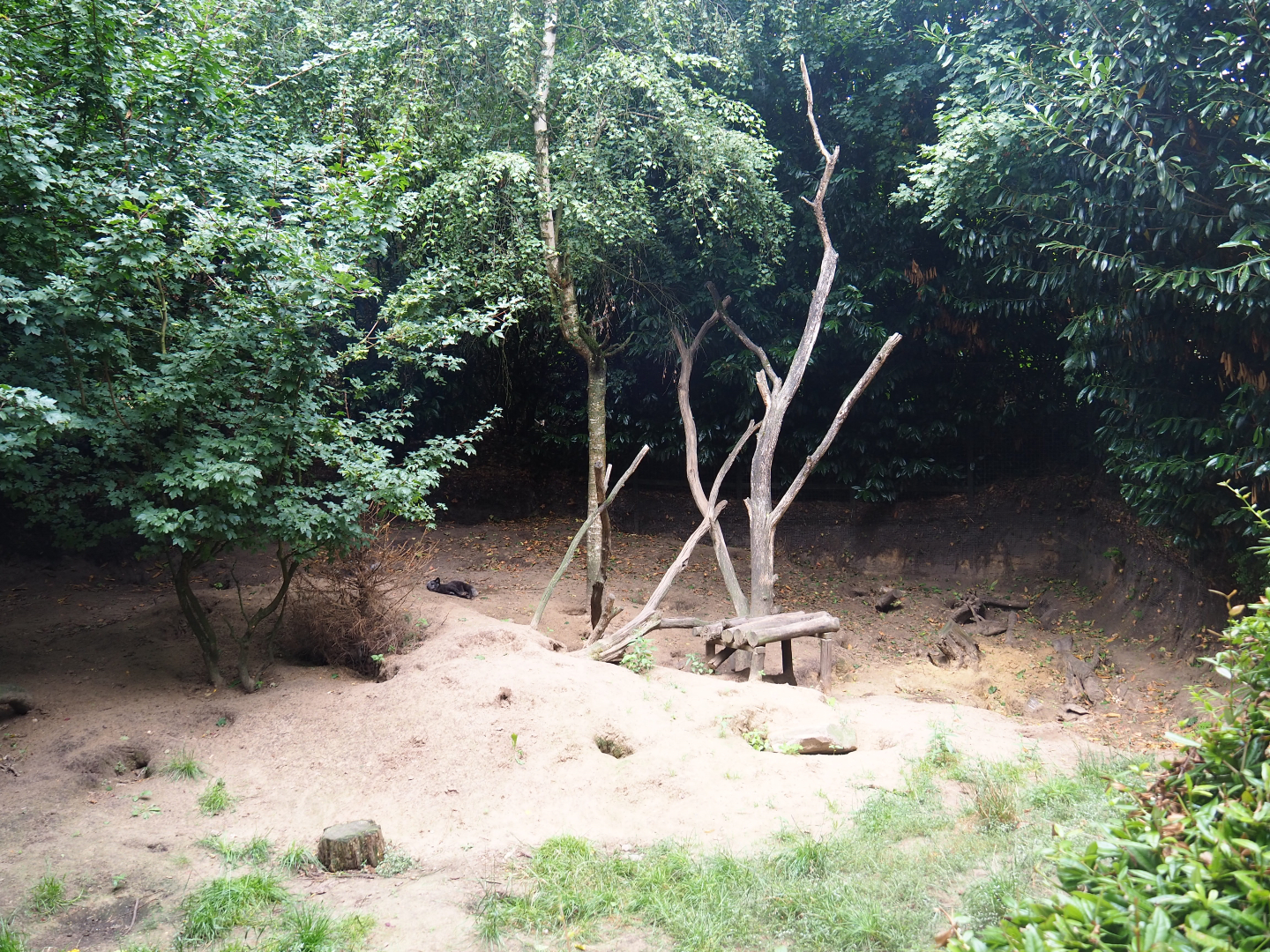 Arctic fox exhibit, 2019-08-11