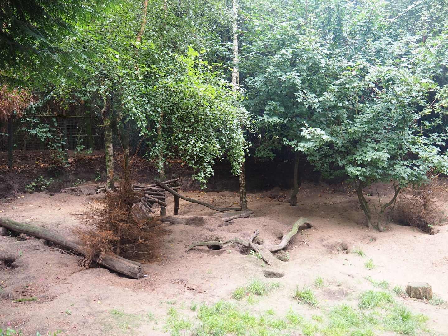 Arctic fox exhibit, 2019-08-11