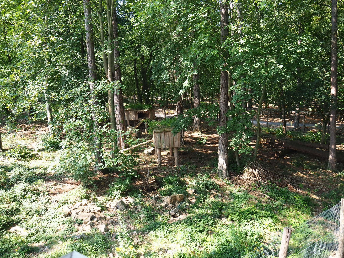 Arctic fox exhibit, 2020-07-12