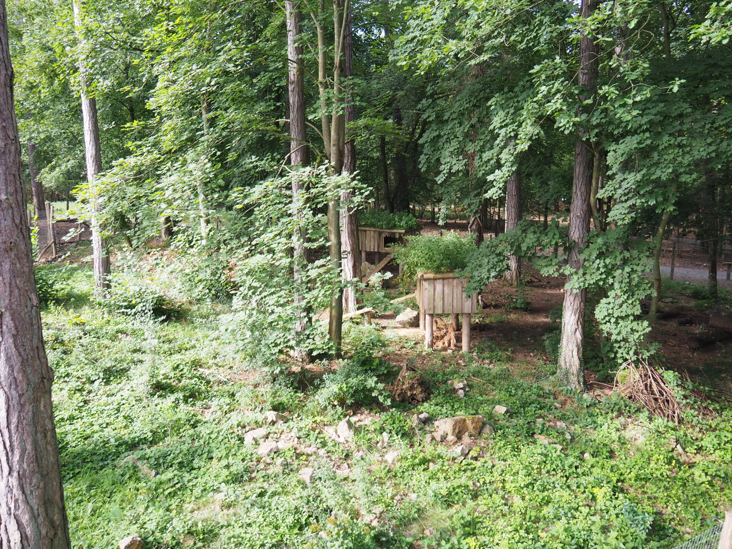 Arctic fox exhibit, 2021-08-15