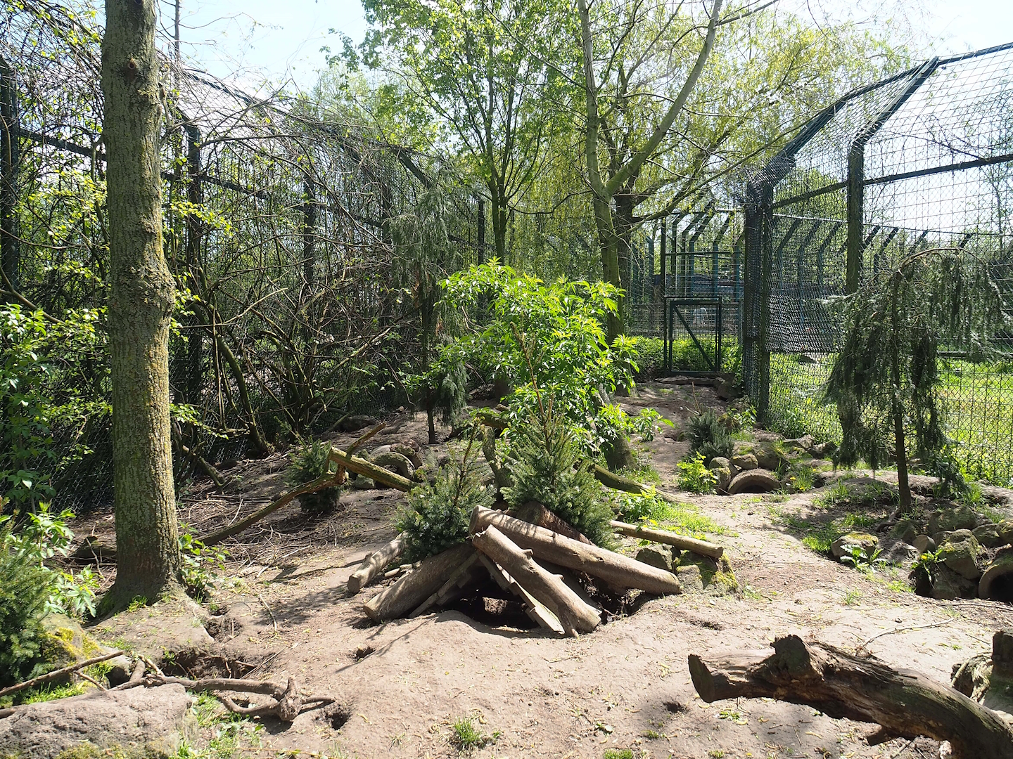 Arctic fox exhibit, 2023-04-30