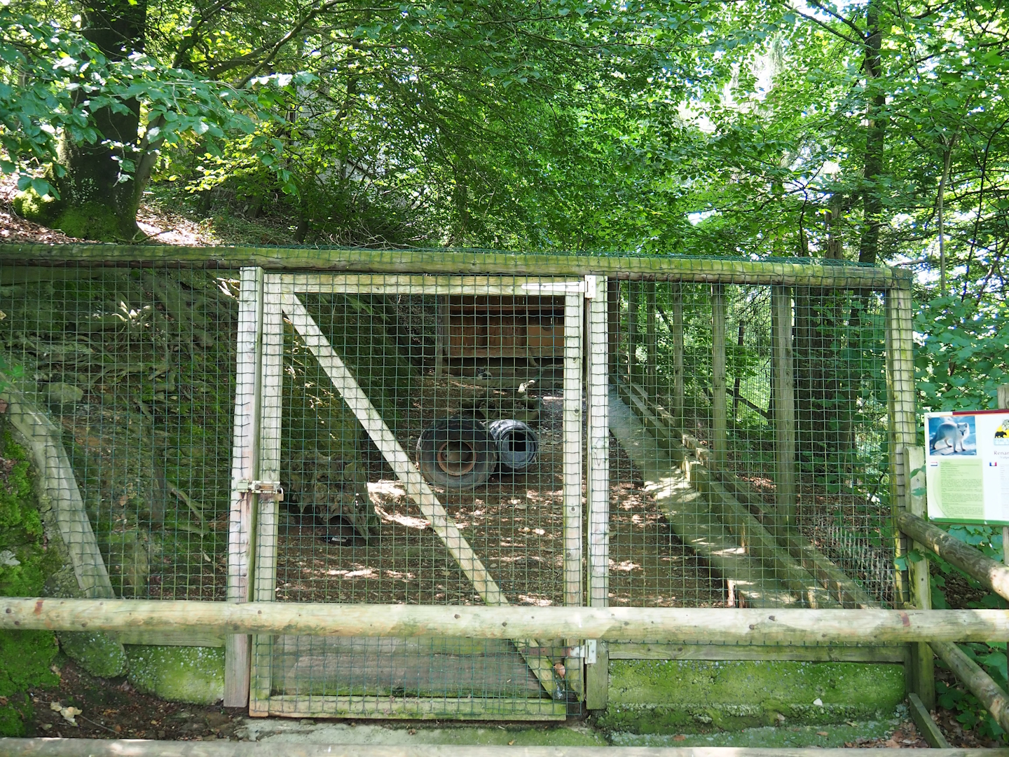 Arctic fox exhibit, 2023-06-24