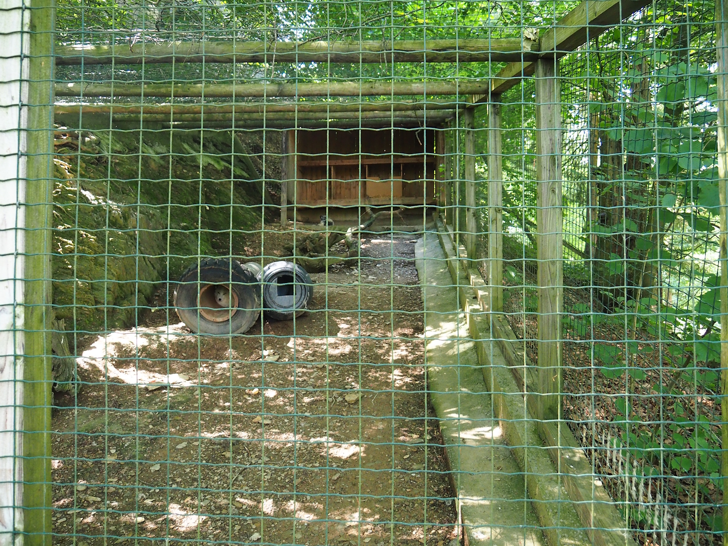 Arctic fox exhibit, 2023-06-24