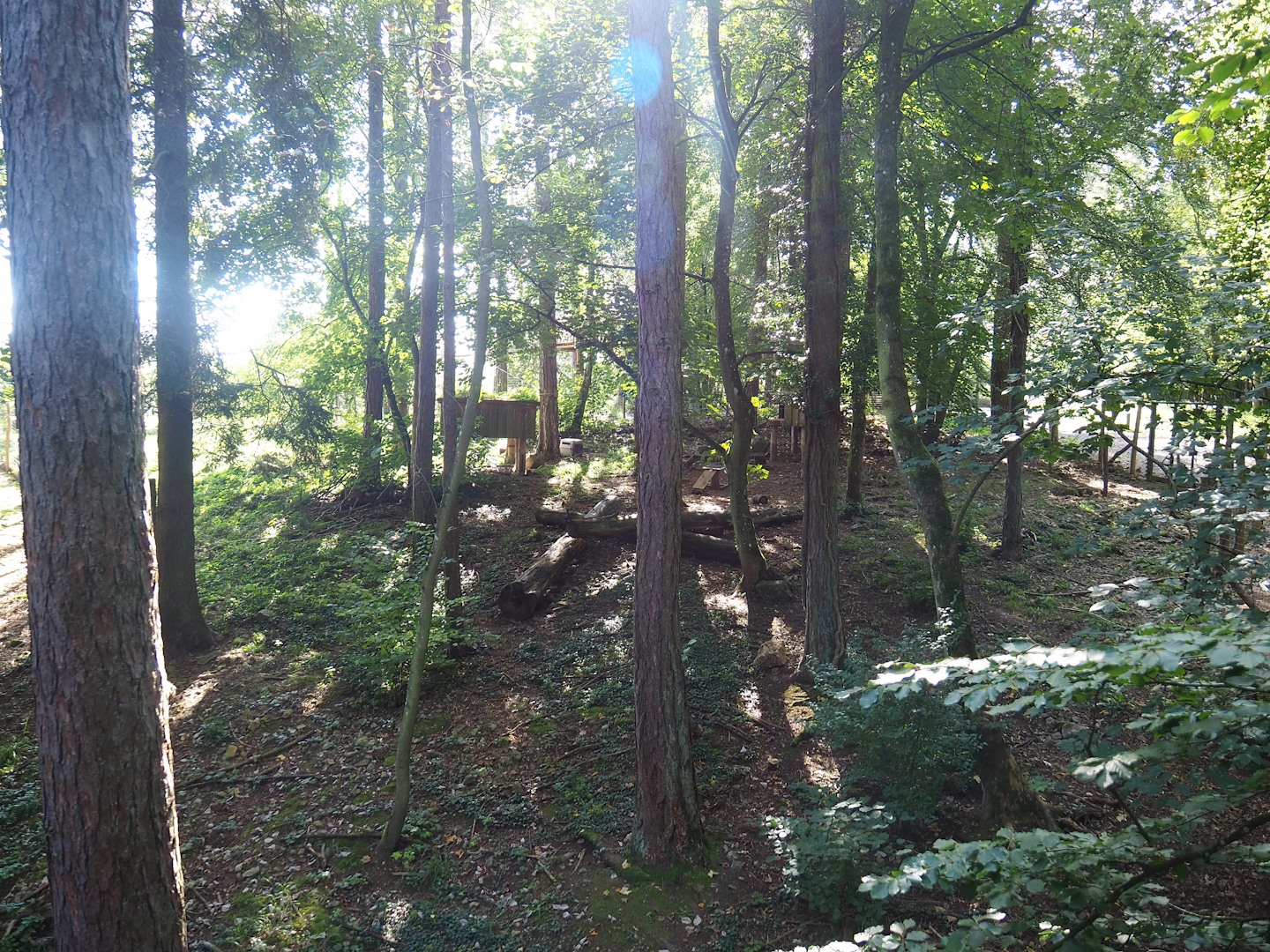 Arctic fox exhibit, 2023-09-26