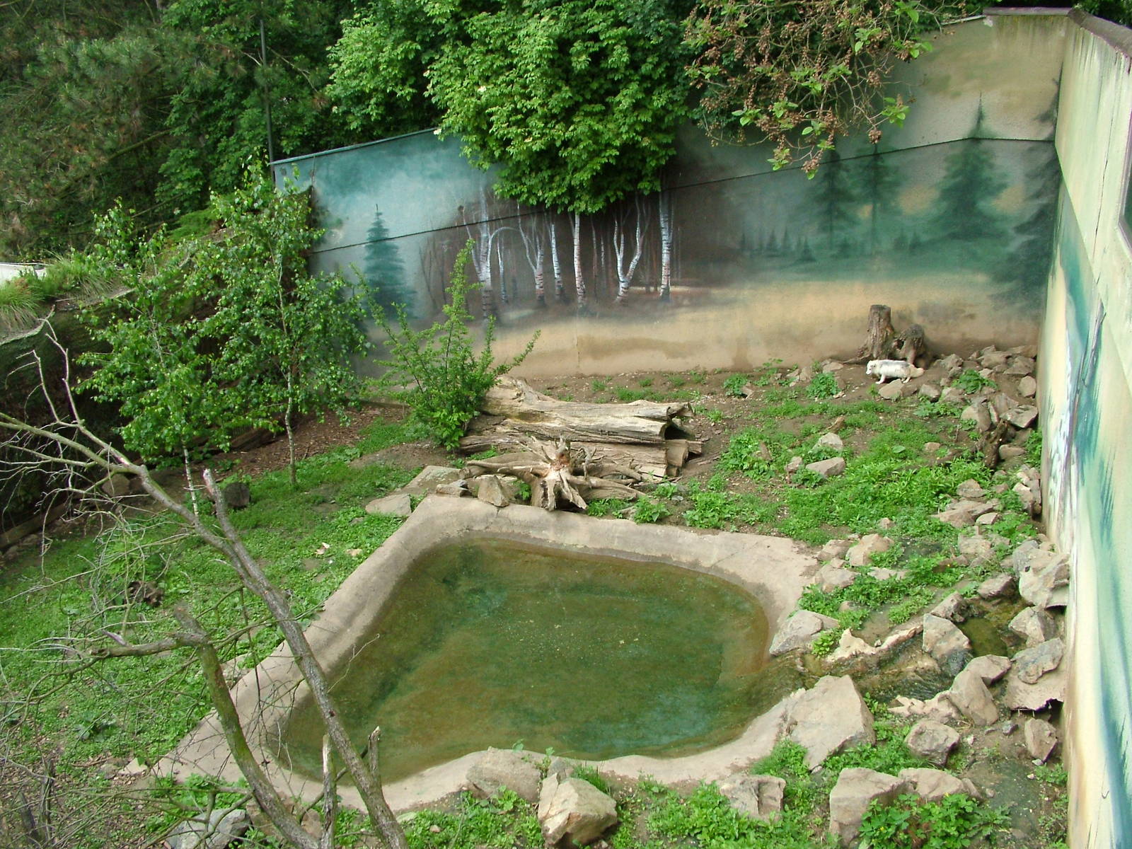 Arctic Fox exhibit at Brno, 27/05/10