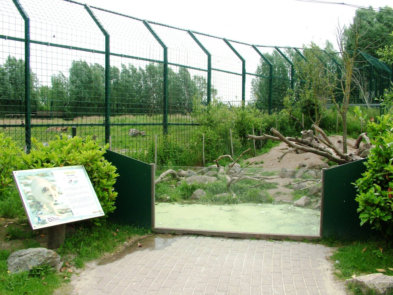 Arctic Fox Exhibit at Dierenrijk, 31/05/12