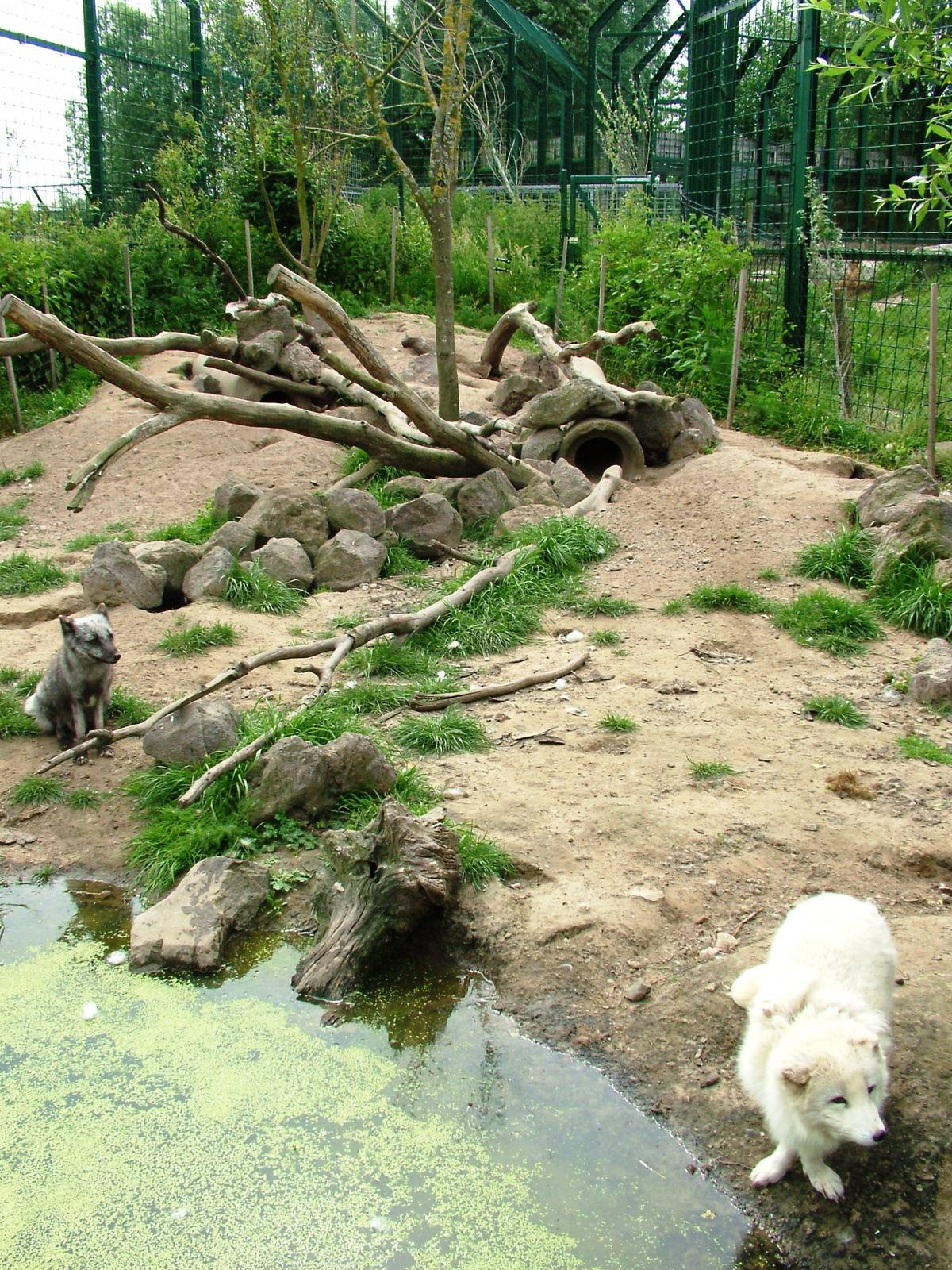Arctic Fox Exhibit at Dierenrijk, 31/05/12