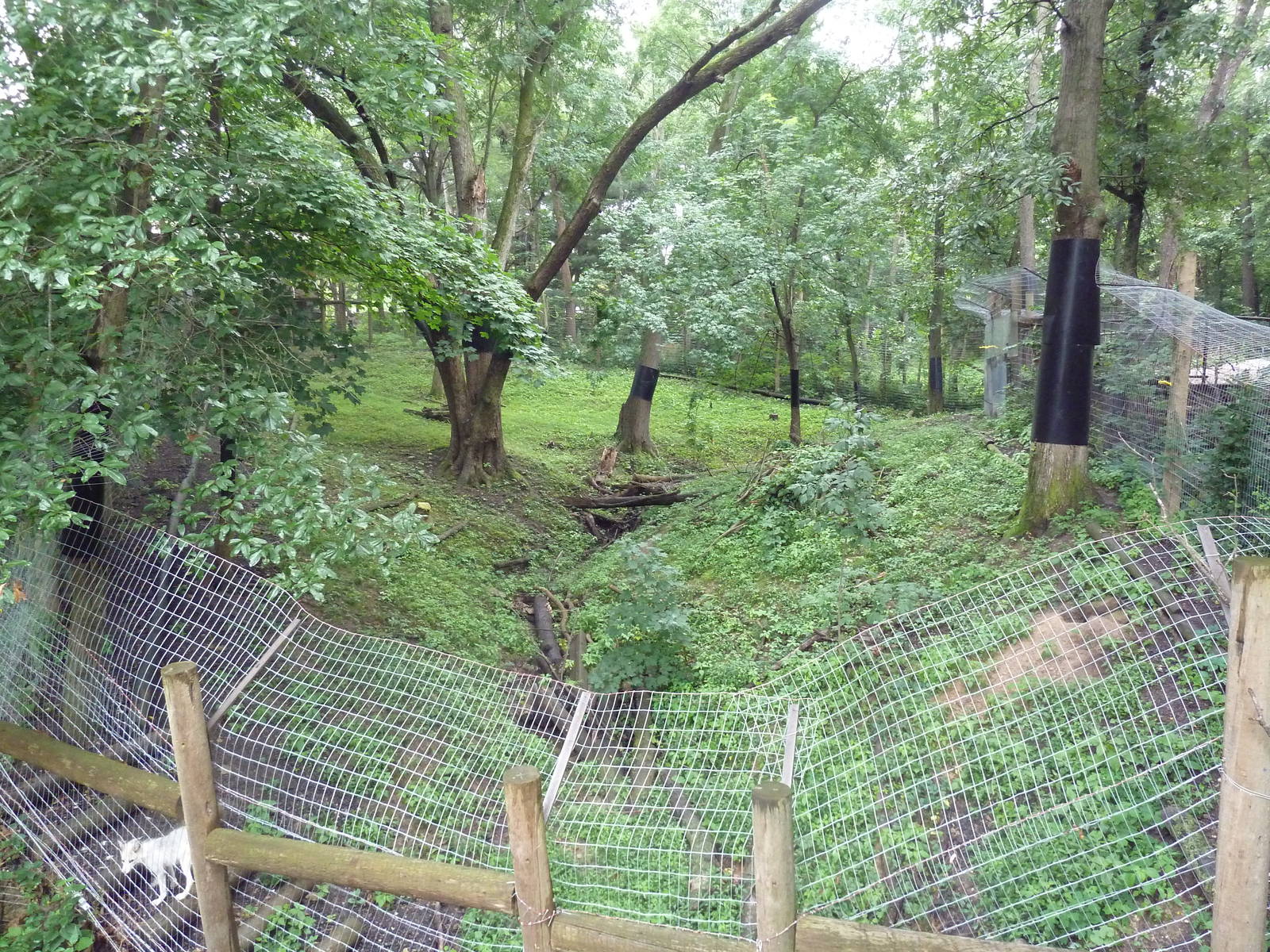 Arctic Fox Exhibit (fox in bottom left-hand corner)