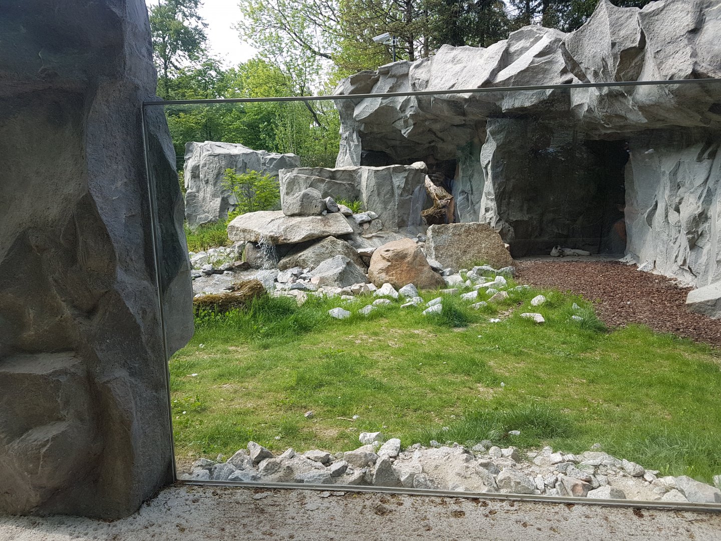Arctic Fox Exhibit in Polar World