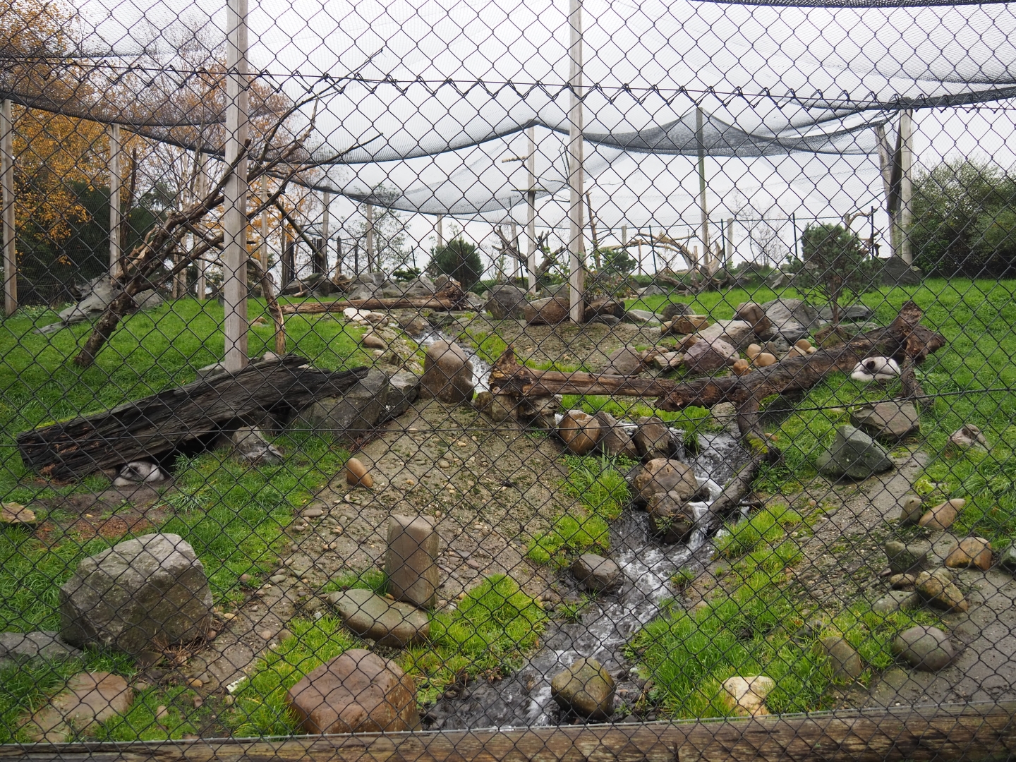 Arctic fox exhibit (Nov 10th, 2018)