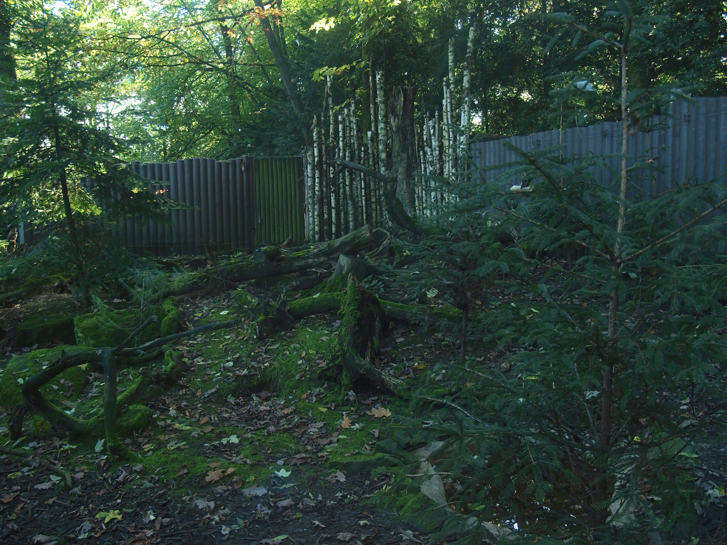 Arctic fox exhibit (Now gone), 2014-10-19