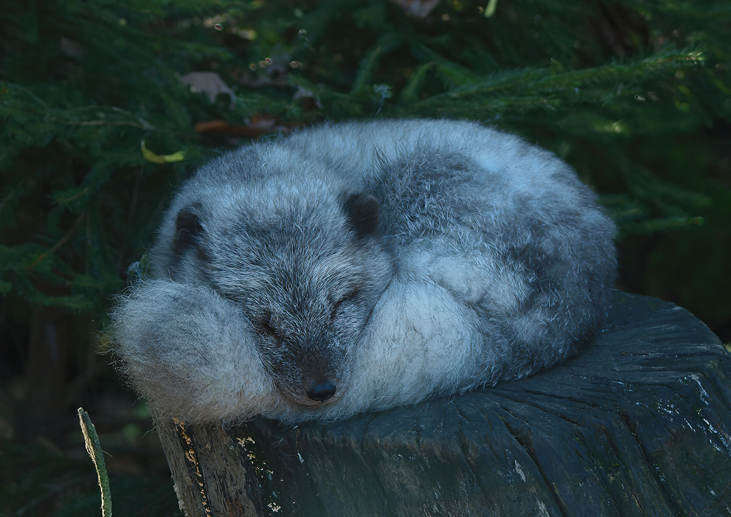 Arctic fox exhibit (Vulpes lagopus), 2014-10-19