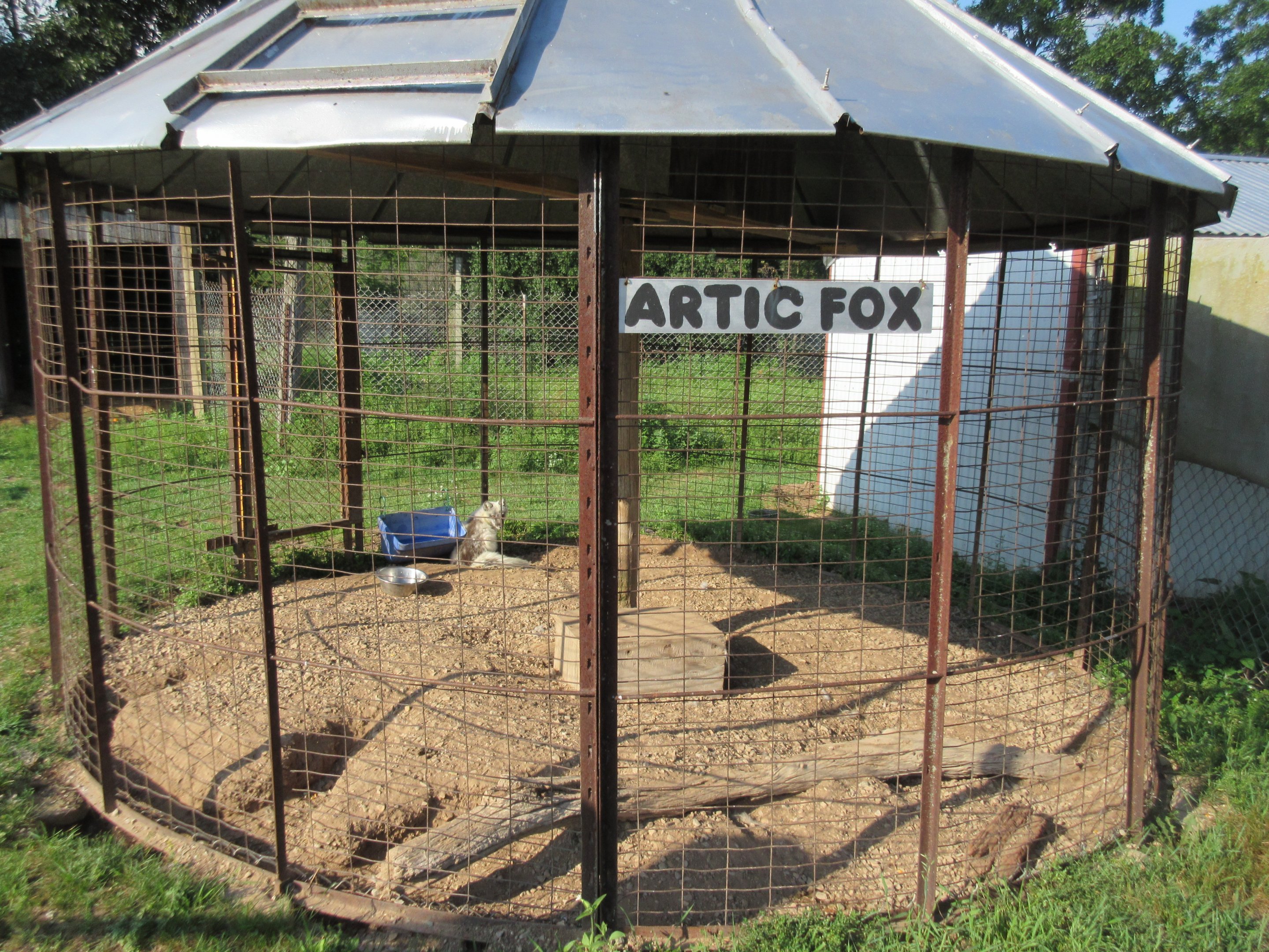 Arctic Fox Exhibit (where is the letter "C"?)
