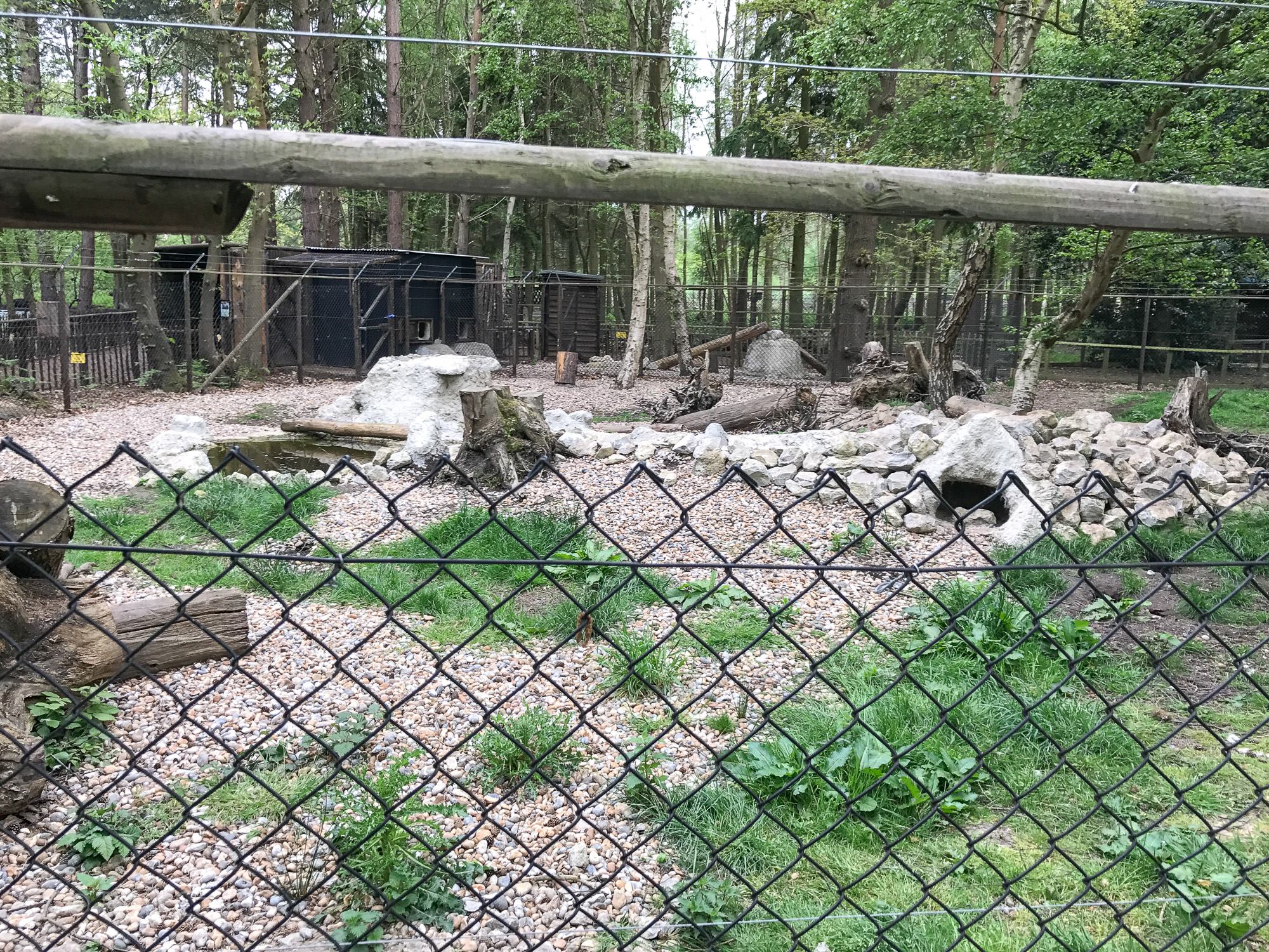 Arctic fox (exhibit) : Wildwood : 07 May 2017