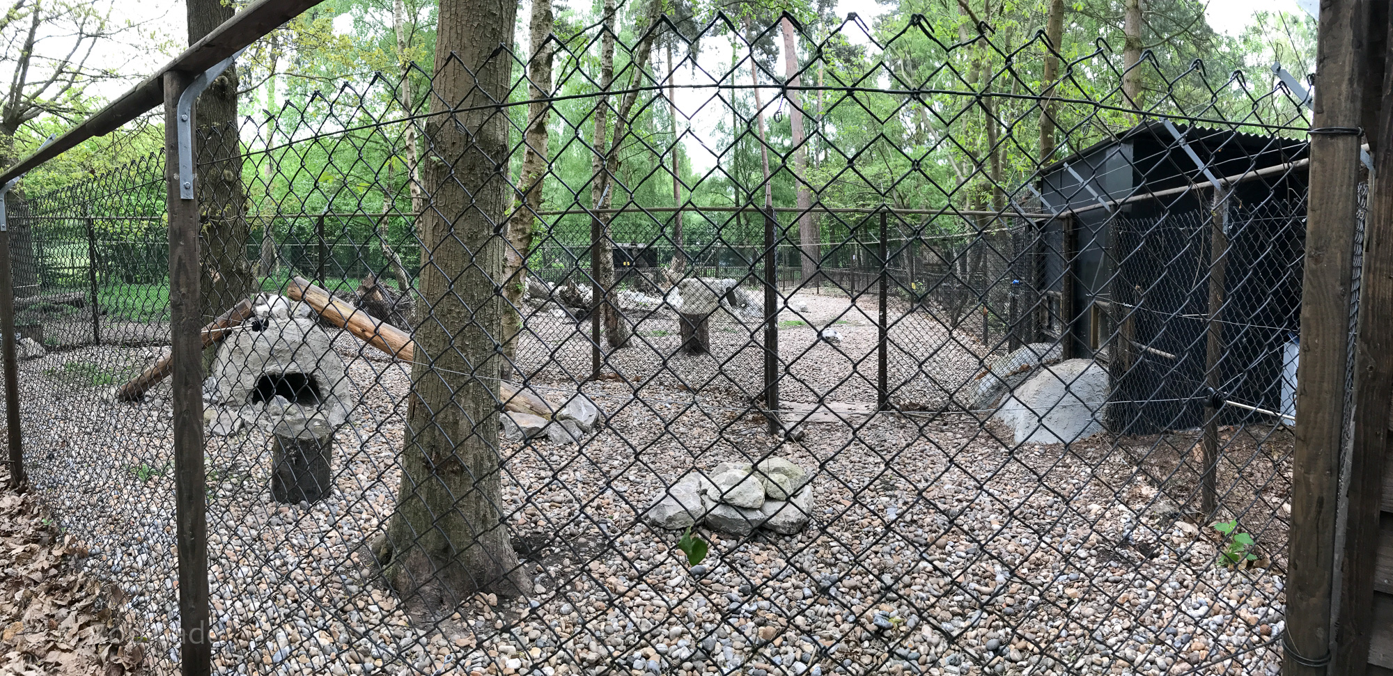 Arctic fox (exhibit) : Wildwood : 07 May 2017