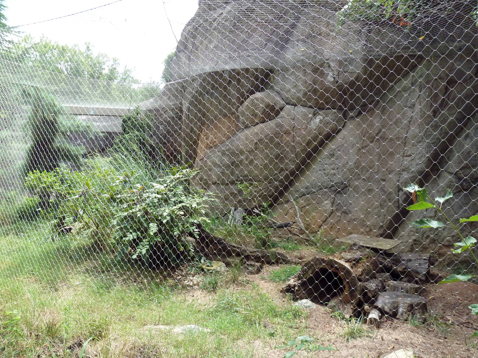 Arctic Fox Exhibit