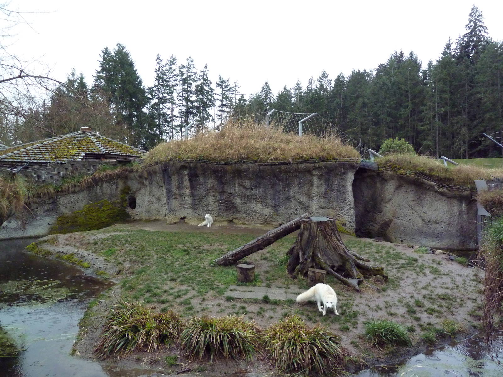 Arctic Fox Exhibit