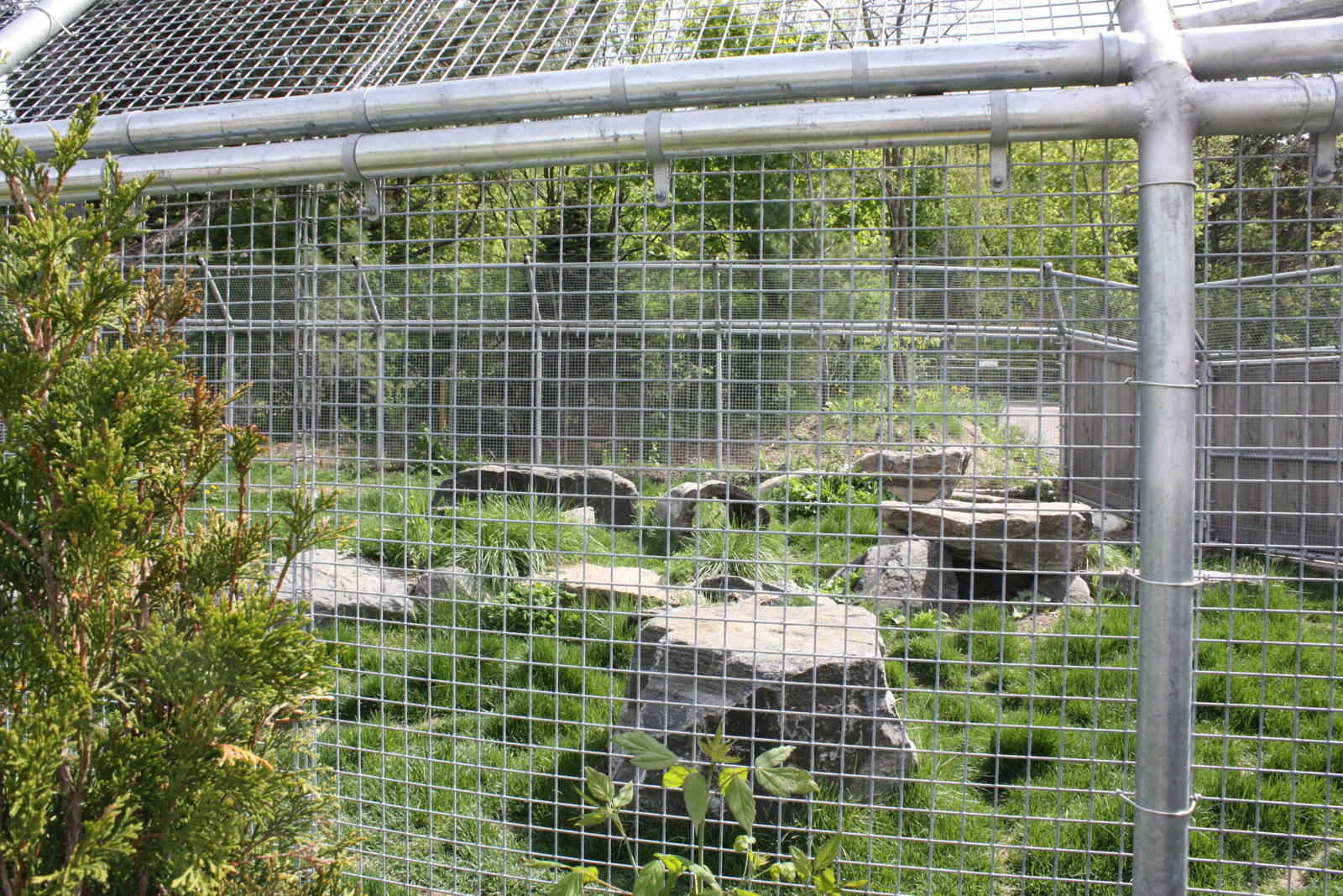 Arctic Fox Exhibit