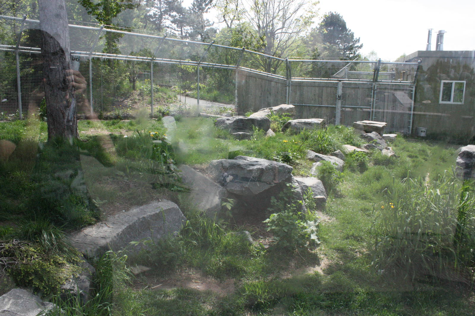 Arctic Fox Exhibit