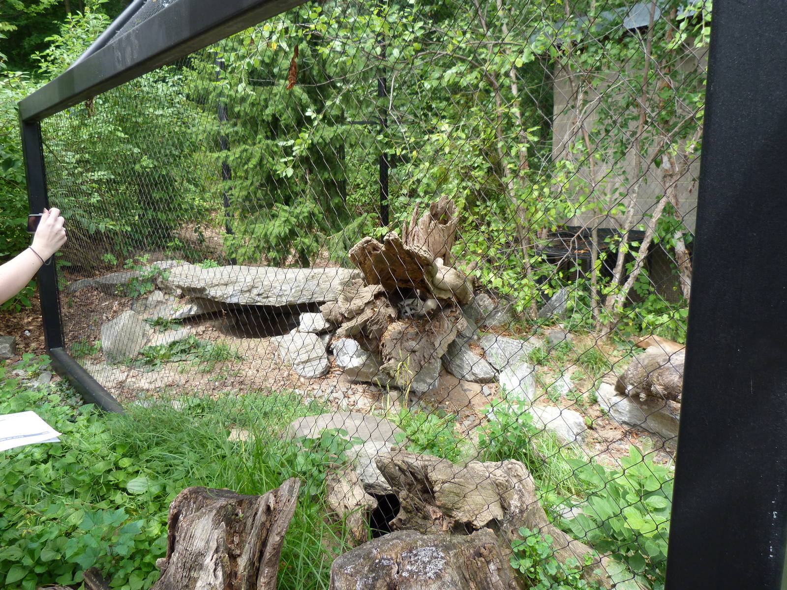 Arctic Fox Exhibit