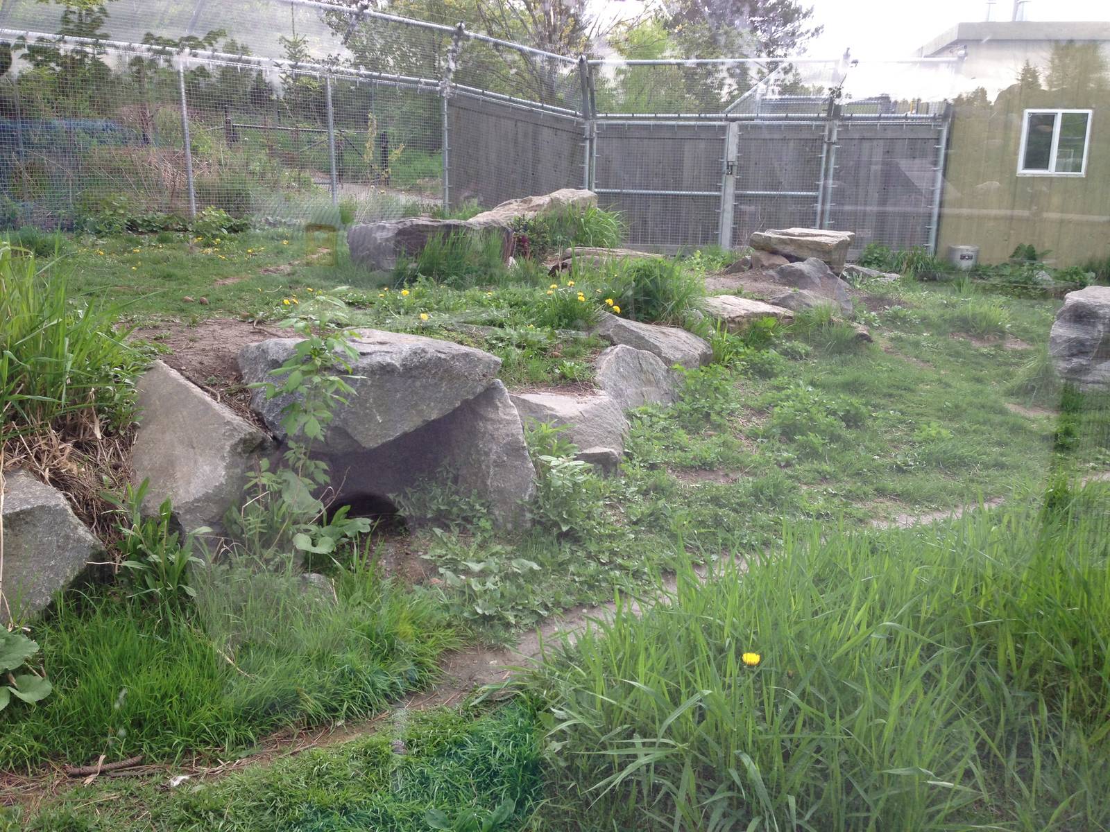 Arctic Fox Exhibit