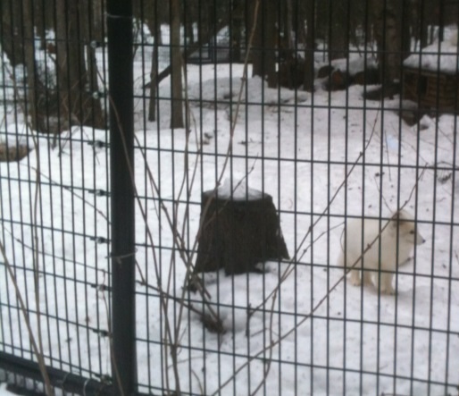 Arctic Fox Exhibit