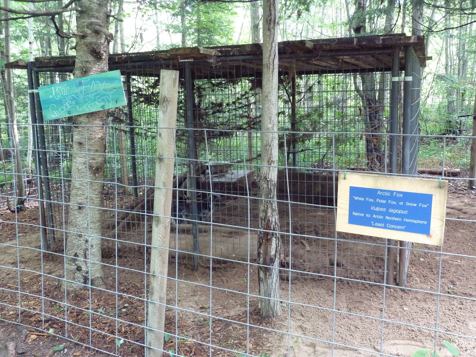 Arctic Fox Exhibit