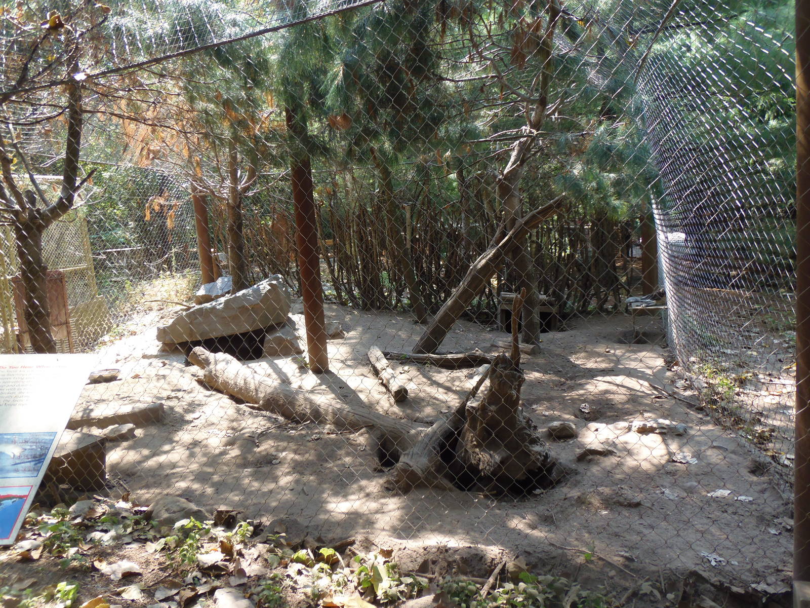 Arctic Fox Exhibit