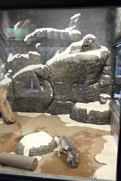 arctic fox exhibit