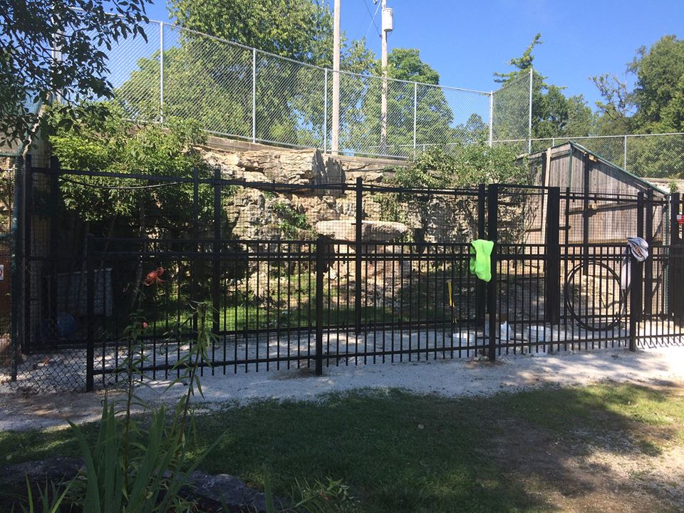 Arctic Fox Exhibit