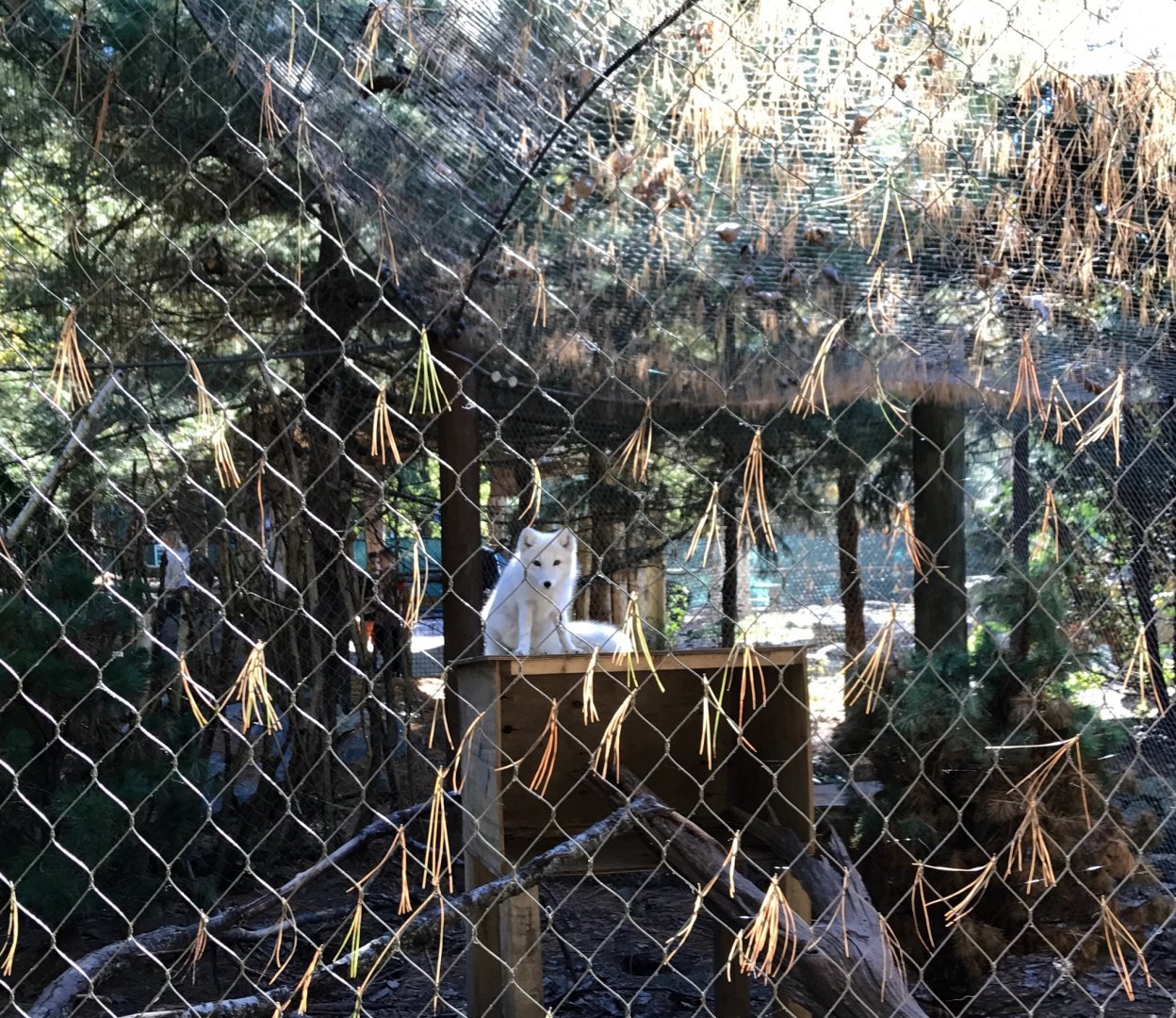 Arctic Fox Exhibit