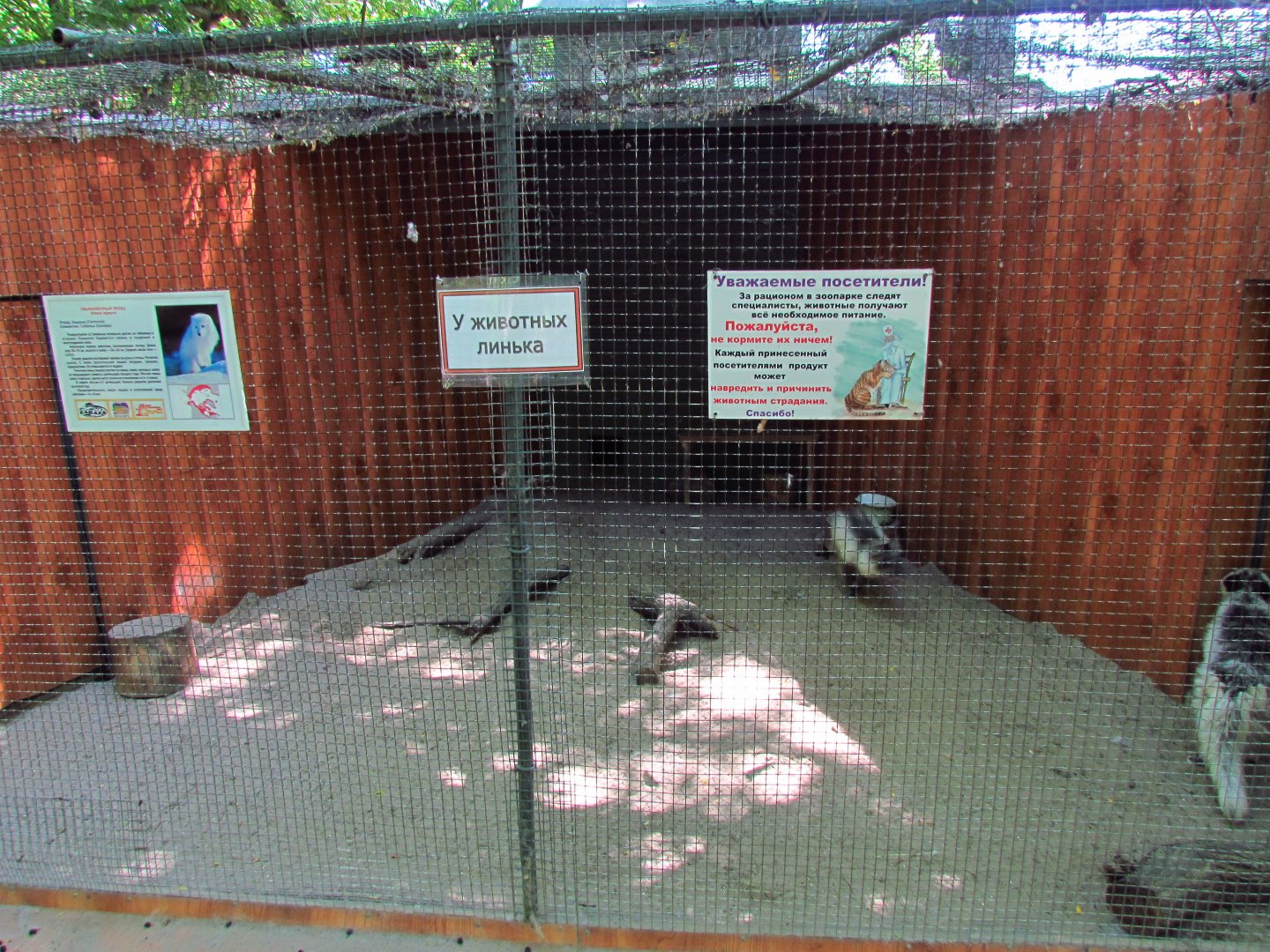 Arctic fox exhibit