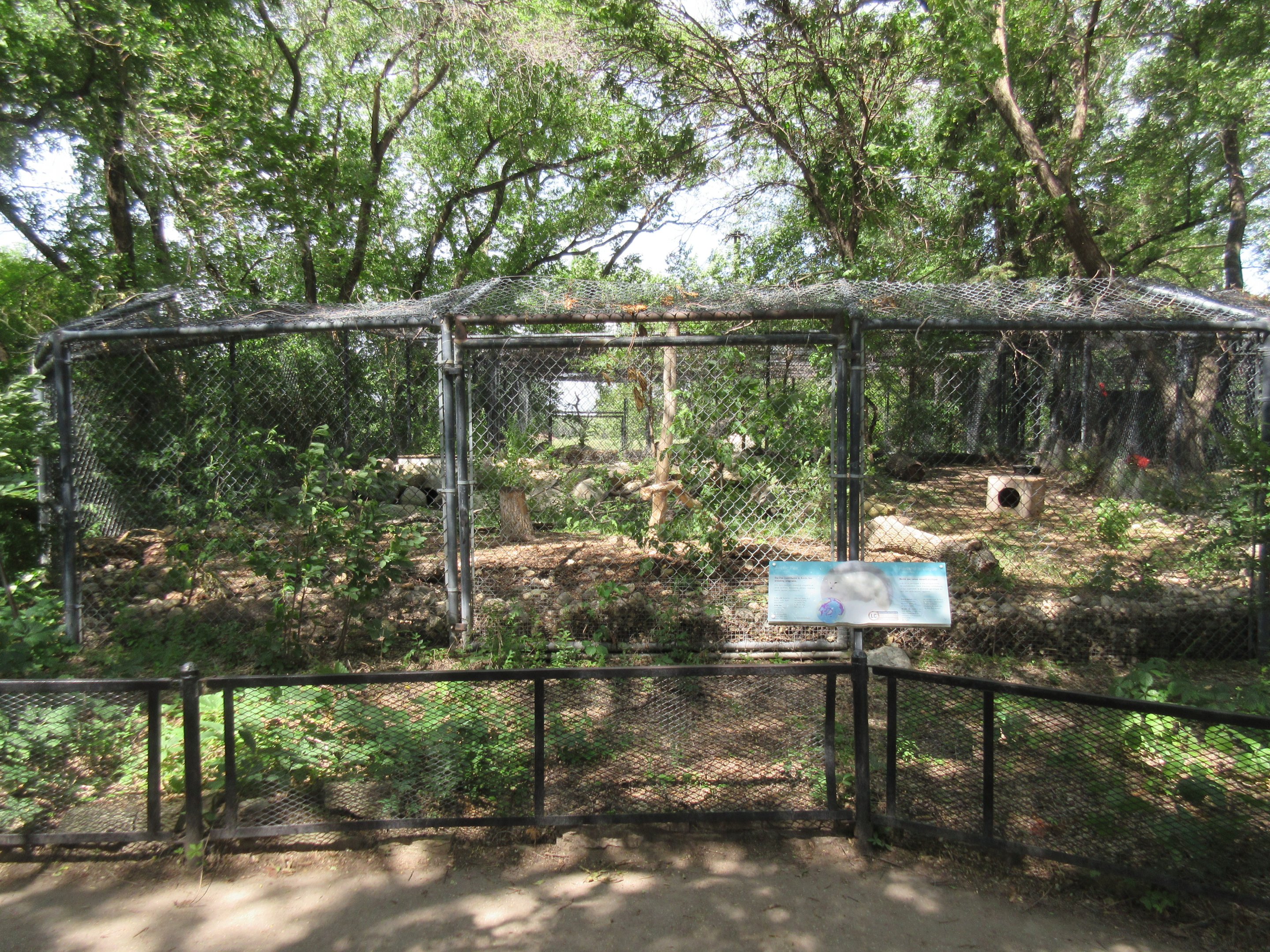 Arctic Fox Exhibit