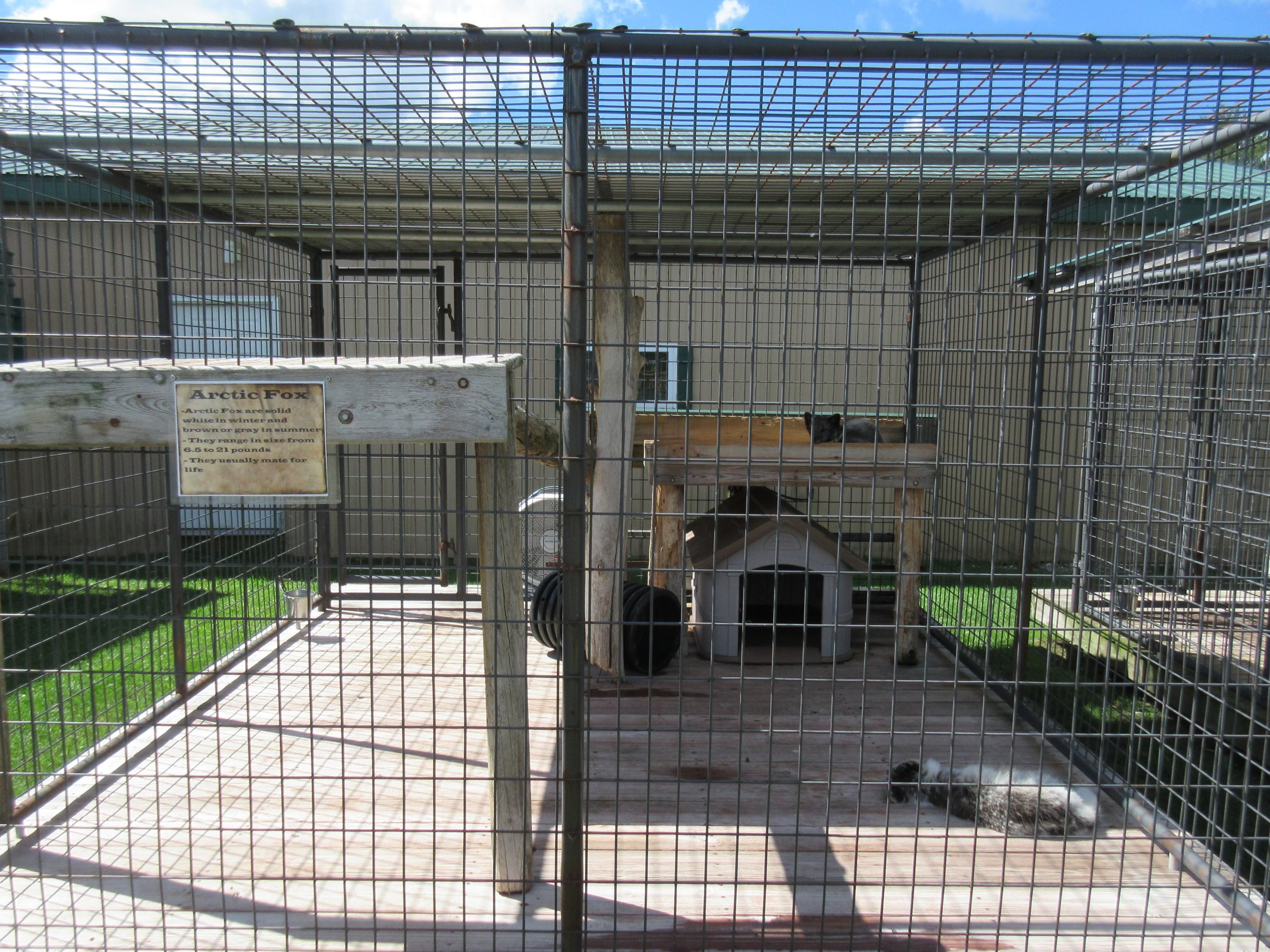 Arctic Fox Exhibit
