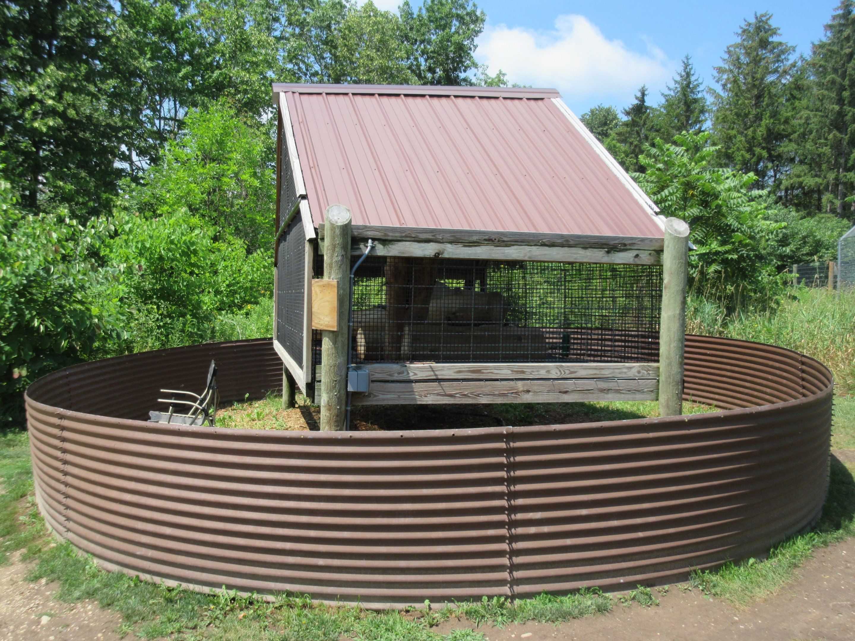 Arctic Fox Exhibit