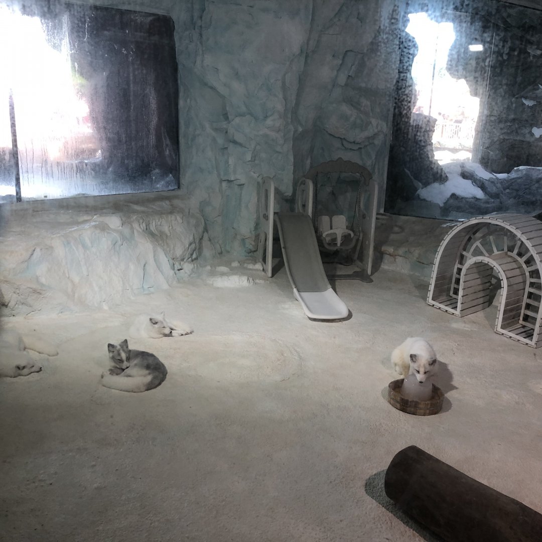 Arctic Fox Exhibit