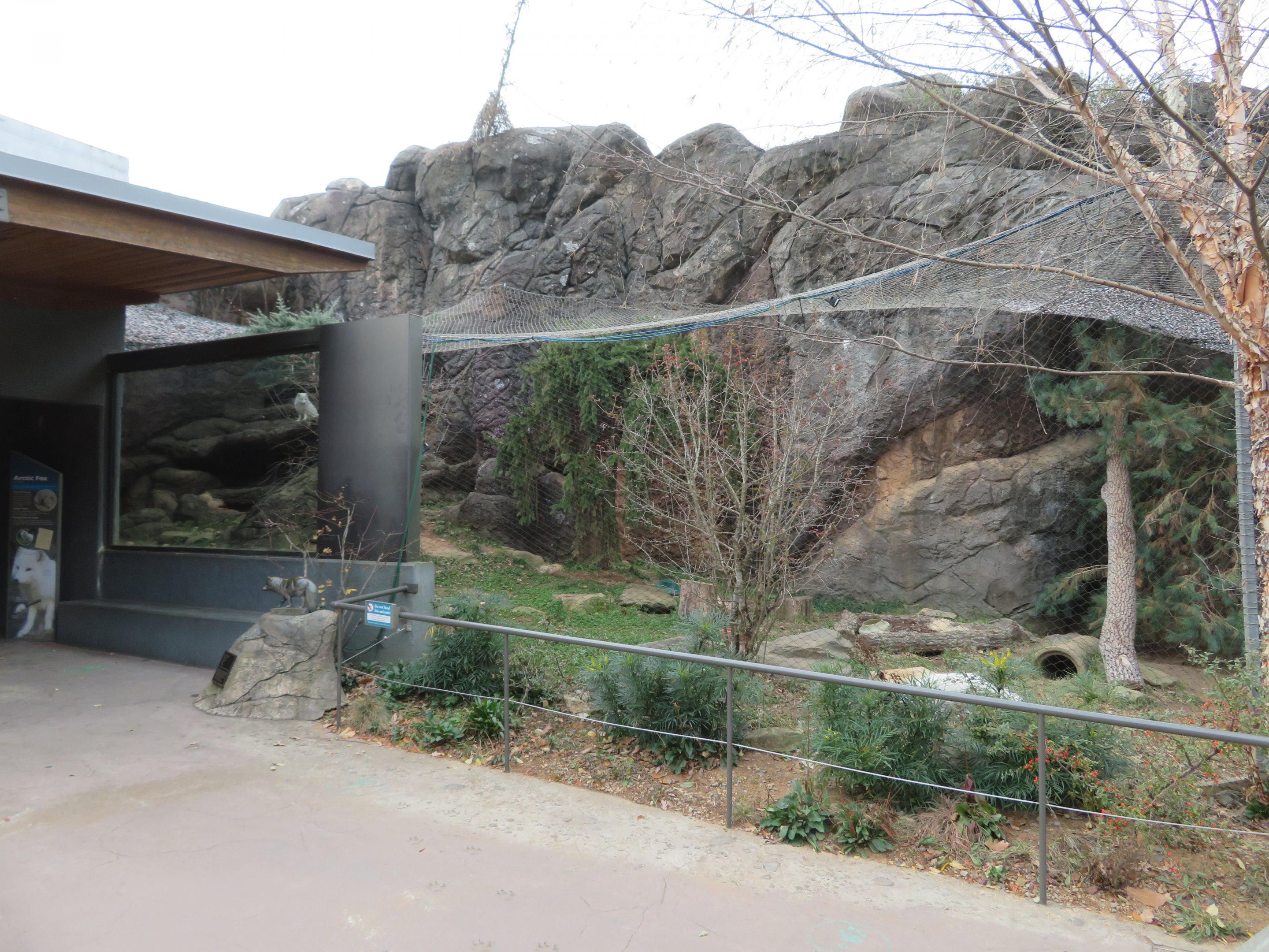 Arctic Fox Exhibit
