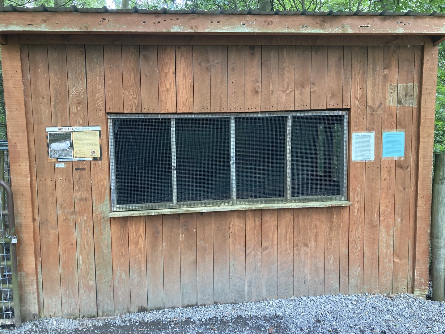 Arctic Fox exhibit