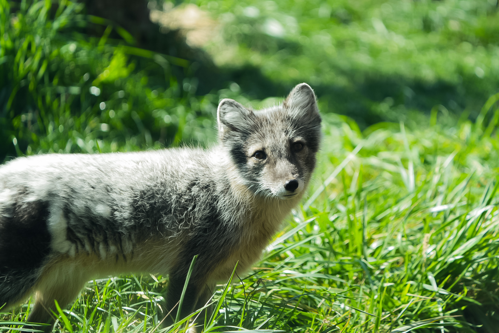 Arctic Fox (Freya)
