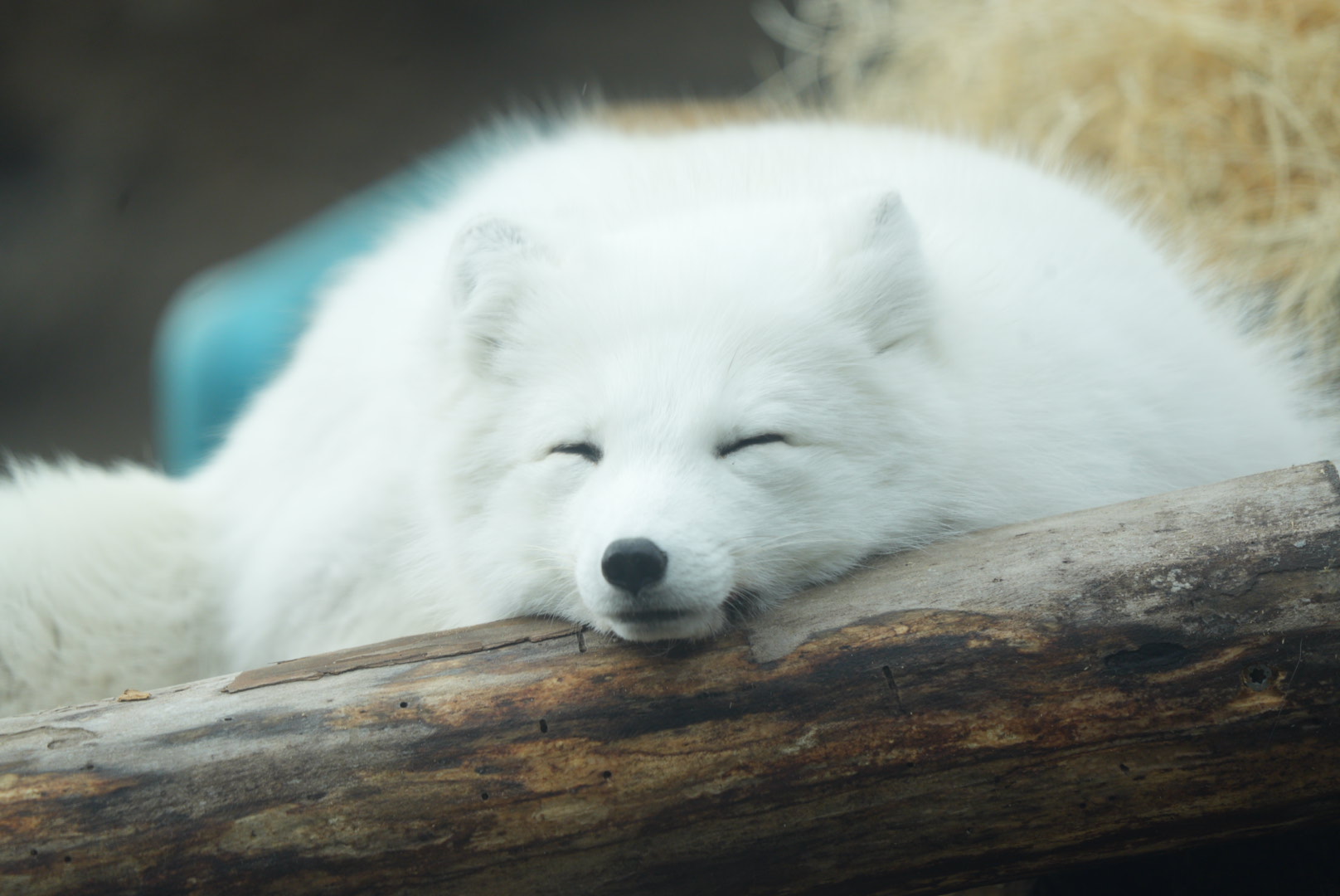 Arctic Fox (Freya)